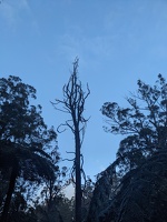 20240720 221506561 another tree skeleton