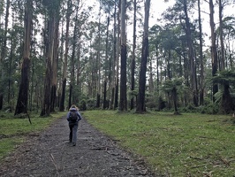20240721 011232783 a walk in the forest v1