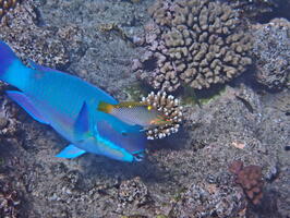 Melbourne, Cairns, and the Great Barrier Reef, July 2024