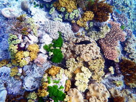 30236 more corals and a black fish v1