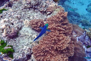 30243 parrotfish v1