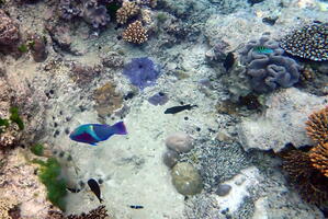 30247 schlegals parrotfish and sergeant major fish v1