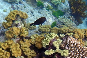 30248 dusky dottyback v1-topaz-upscale-2.1x
