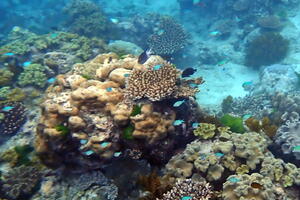 30253 lots of chromis green and bicolor v1-topaz-upscale-1.7x