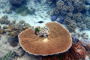 30261 table coral and damselfish v1-topaz-denoise