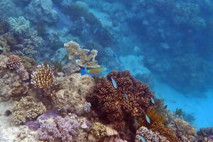 30264 rusty parrotfish v1-topaz-upscale-1.7x