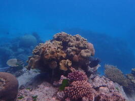 30271 leather coral and black fish v1-topaz-sharpen
