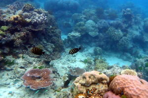30273 two sailfin tangs and a black fish v1