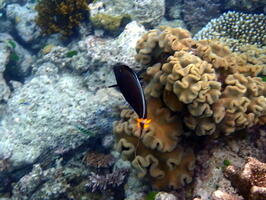 30277 pacific orange spined unicornfish v1-topaz-denoise-sharpen