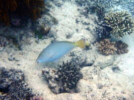 30287 pacific longnose parrotfish v1-topaz-denoise-sharpen