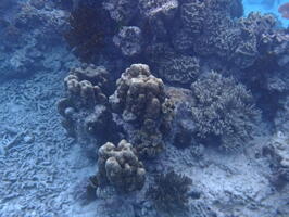 30292 hump coral v1