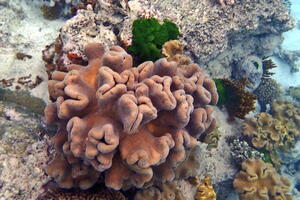 30298 toadstool leather coral v1