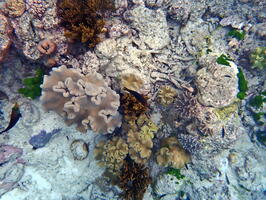 30301 various corals and some fish v1
