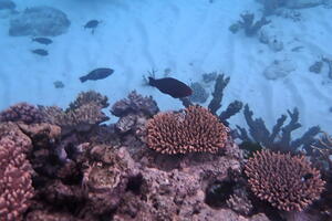 30302 acropora millepora and swarthy parrotfish v1-topaz-denoise-sharpen
