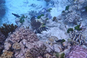 30308 sixband angelfish v1