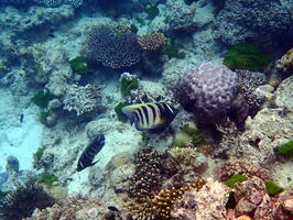 30315 sixband angelfish v1