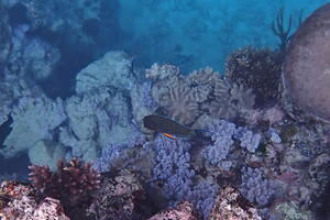 30331 lined surgeonfish v1-topaz-upscale-2.1x-2