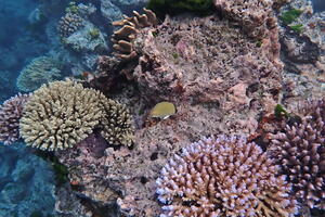 30336 speckled butterflyfish v1