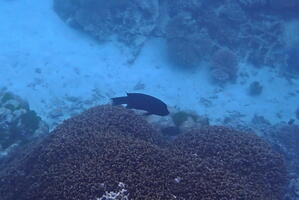 30351 some black fish v1