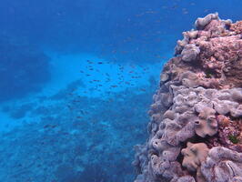 30364 coral and lots of tiny fishes v1