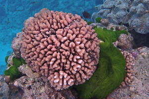 30366 cauliflower coral and turtleweed algae v1