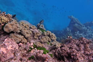 30367 pacific sailfin tang v1-topaz-sharpen