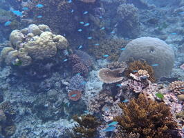 30373 corals and chromis v1