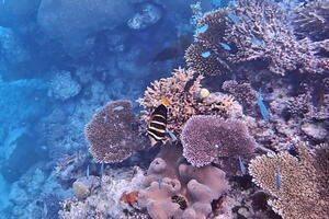 30377 pacific sailfin tang v1-topaz-sharpen-lighting-upscale-1.7x