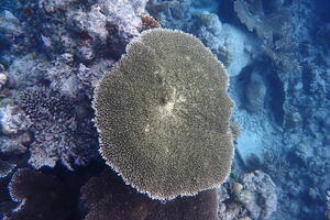30378 plating coral v1