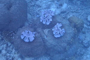 30386 coral growing on coral v1