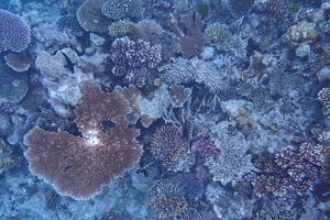30394 plate coral and others v1