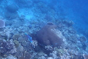 30398 parrotfish v1