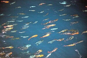 05033 fishes swimming in one direction v1