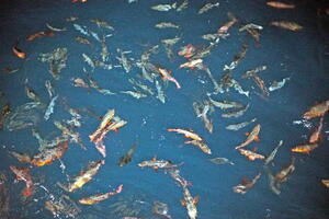 05069 fishes again v1