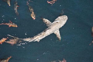 05075 whaletip reef shark and other fish v1