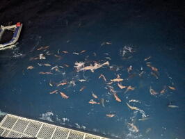 20240723 083514442 fishes