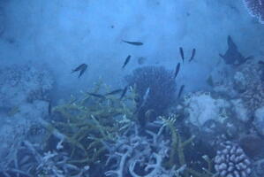30411 branching coral and little fish v1
