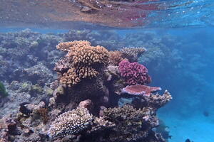 30434 coral close to surface v1