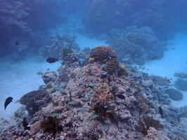 30435 corals and mostly chromis some damselfish v1