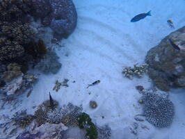 30437 bowtie damselfish parrotfish bigeye emperor others v1