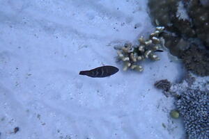 30439 yellowbar parrotfish and branched finger coral v1