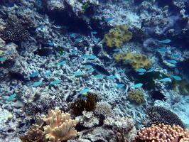 30441 school of fish chromis v1