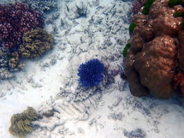 30442 blue soft coral and porites to right v1
