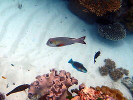 30445 humpnose big eye bream v1