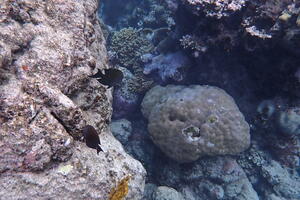 30460 lobe coral and lined bristletooth and dusky surgeonfish v1