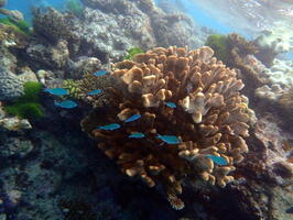 30465 chromis and coral v1