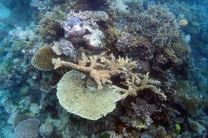 30474 branched corals v1