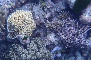 30479 branched and other corals v1