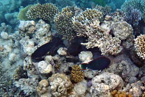 30481 swarthy parrotfish and others v1