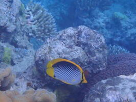 30484 blackback butterflyfish v1-topaz-upscale-1.8x